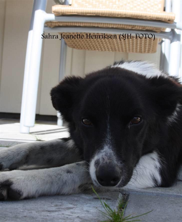 Border collie Team Lyng's Balder billede 3