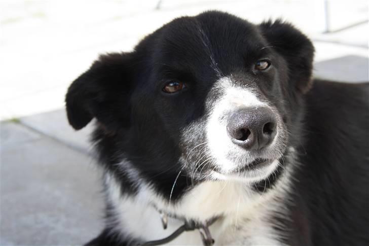 Border collie Team Lyng's Balder billede 4