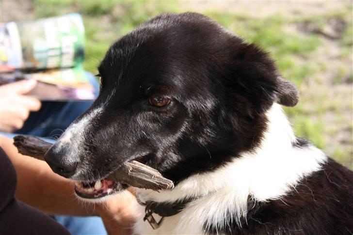 Border collie Team Lyng's Balder billede 5