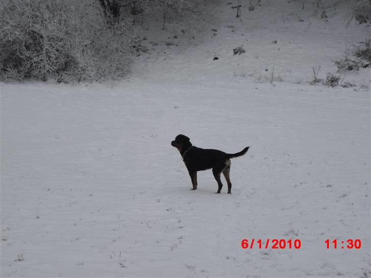 Rottweiler Armani billede 12