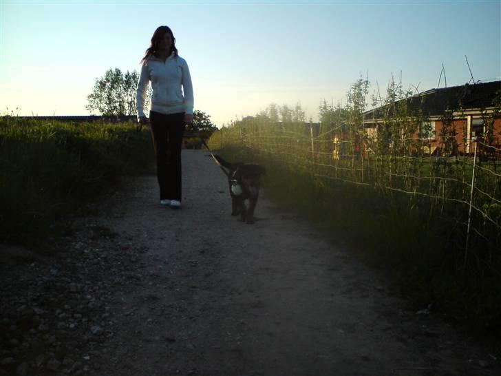 Rottweiler Armani billede 13