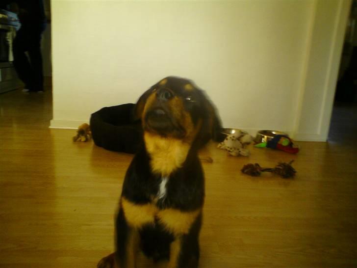 Rottweiler Armani billede 14