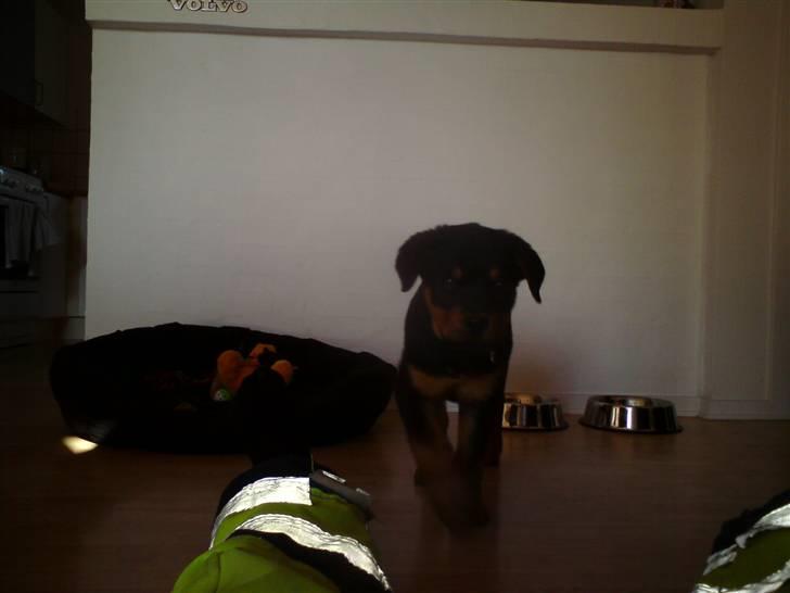 Rottweiler Armani billede 15