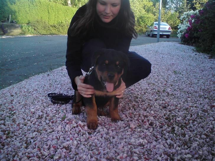 Rottweiler Armani billede 16
