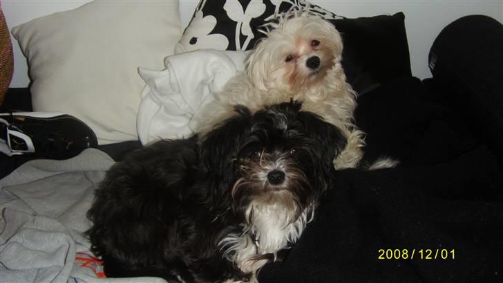 Blanding af racer Carlo billede 15