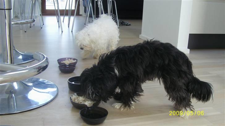 Blanding af racer Carlo billede 16