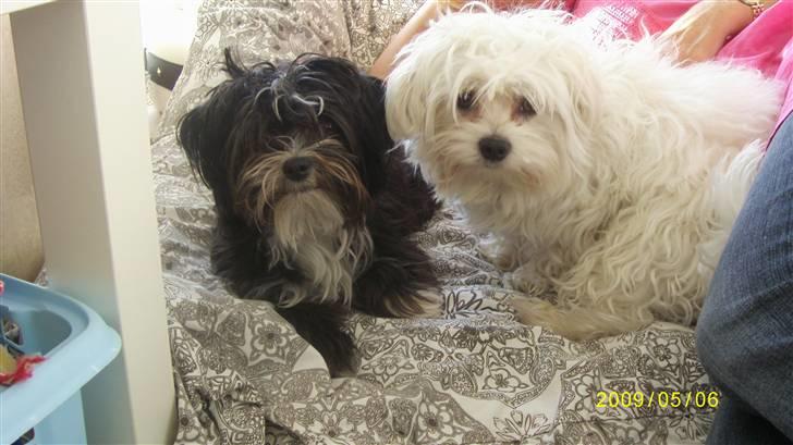 Blanding af racer Carlo billede 17