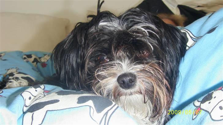 Blanding af racer Carlo billede 18