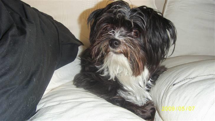 Blanding af racer Carlo billede 19