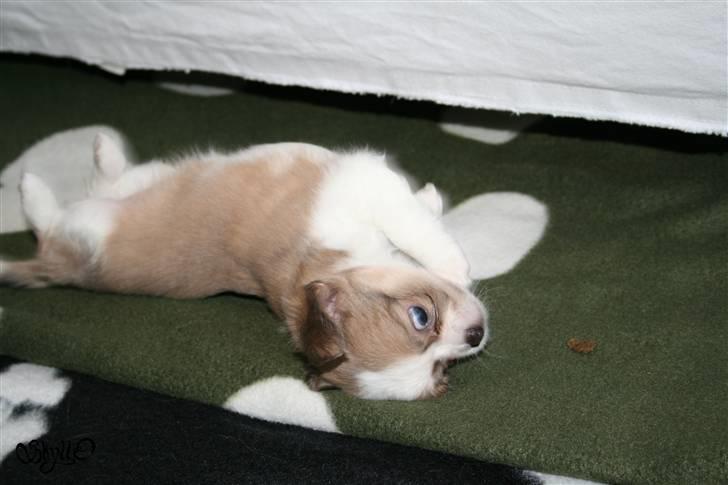 Chihuahua Maslaks Ada - 46 dage gammel billede 10