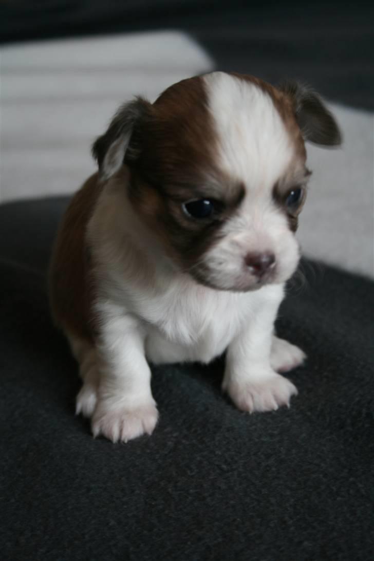 Chihuahua Maslaks Ada - 24 dage gammel billede 13