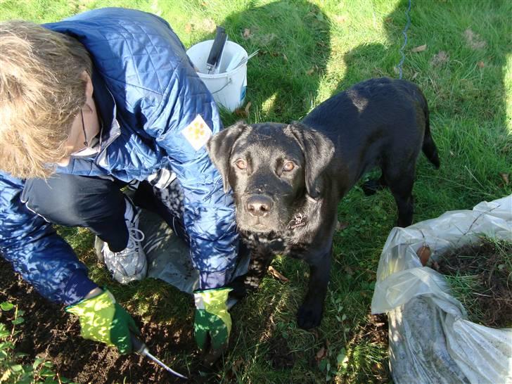 Labrador retriever Max - Så skal der ordnes have.. Men ikke uden Max hjælper! billede 7