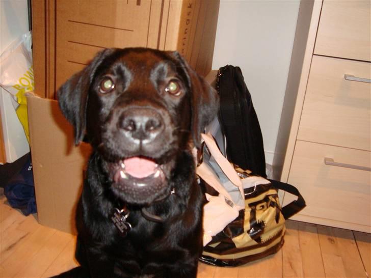 Labrador retriever Max - Et STORT smil! billede 8