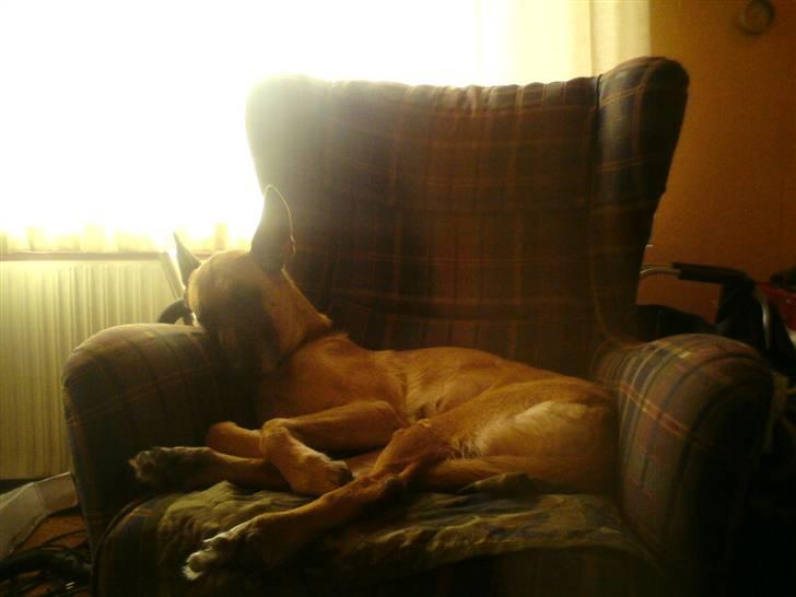 Malinois Limba (elsket og savnet) billede 6