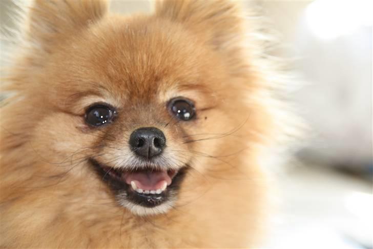 Pomeranian Zuie billede 5