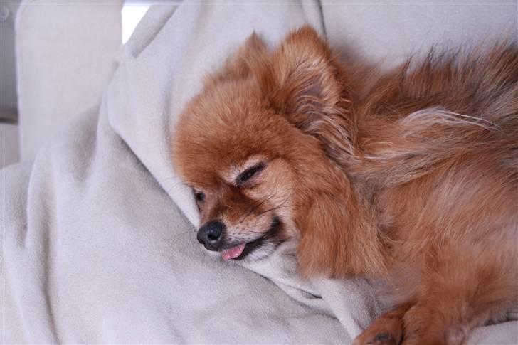 Pomeranian Zuie billede 6