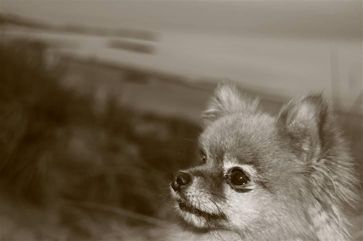 Pomeranian Zuie billede 7