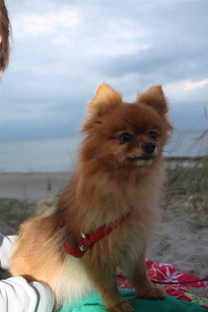 Pomeranian Zuie - spejder ud over stranden.. billede 8