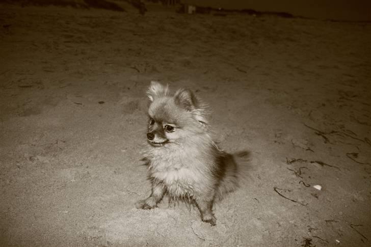 Pomeranian Zuie - dejlig tur på stranden .. billede 9
