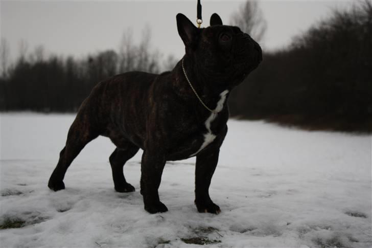 Fransk bulldog    Leibøll's Bom Bastique billede 5
