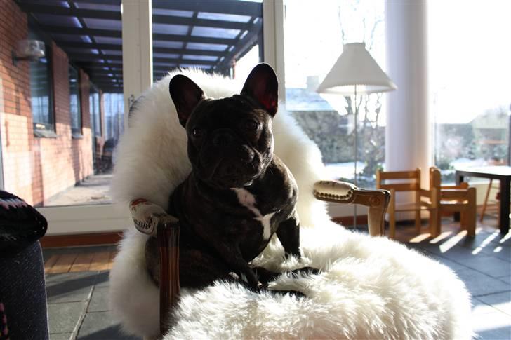 Fransk bulldog    Leibøll's Bom Bastique billede 6