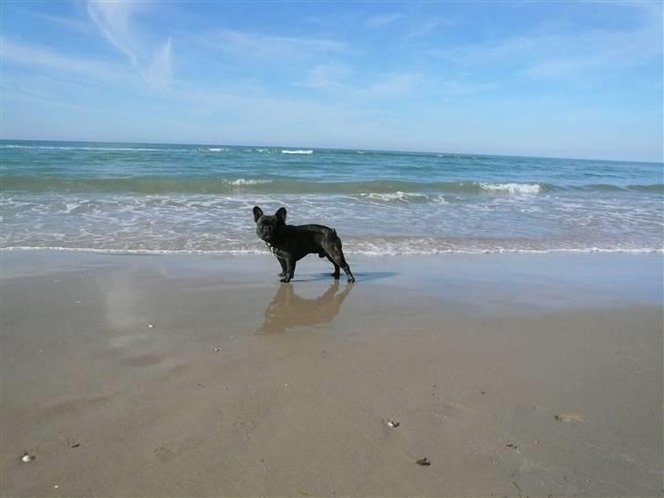 Fransk bulldog    Leibøll's Bom Bastique billede 7