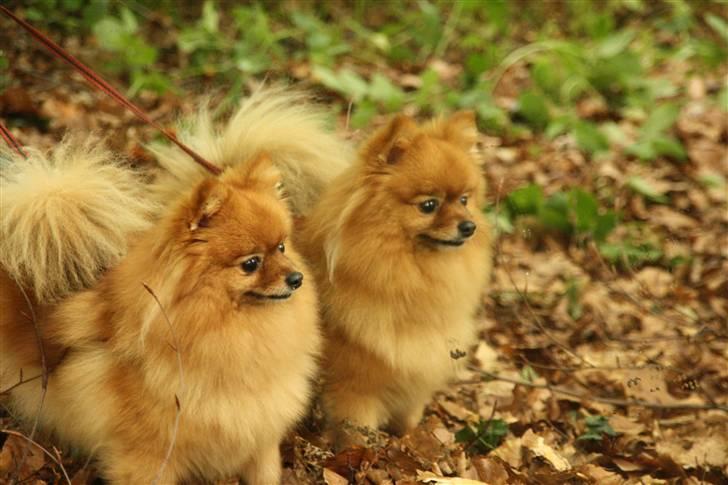 Pomeranian Zuie - hmm to zuie´er? billede 10
