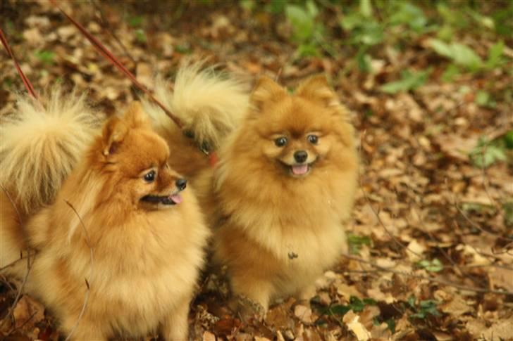 Pomeranian Zuie - elsker at kigge på sig selv i spejlet (: billede 11