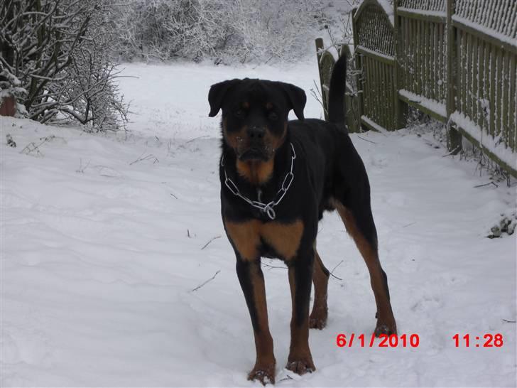 Rottweiler Armani billede 17