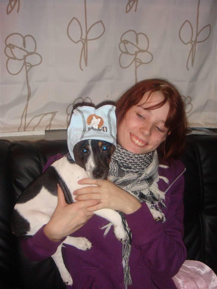 Jack russell terrier Lykkebo's Troy - Bare der nu ikke er nogen der ser mig!!! billede 15