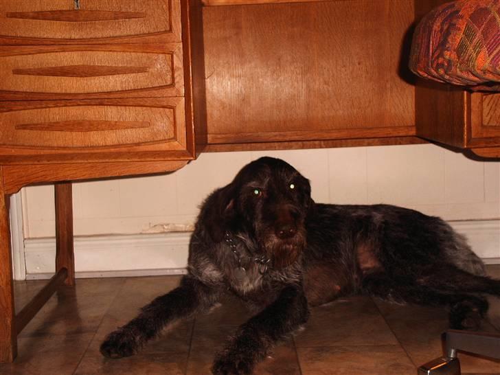 Ruhåret hønsehund zita    `farmors´ - mig . alle billeder blir skiftet ud når der kommer bedre billeder i kassen billede 1