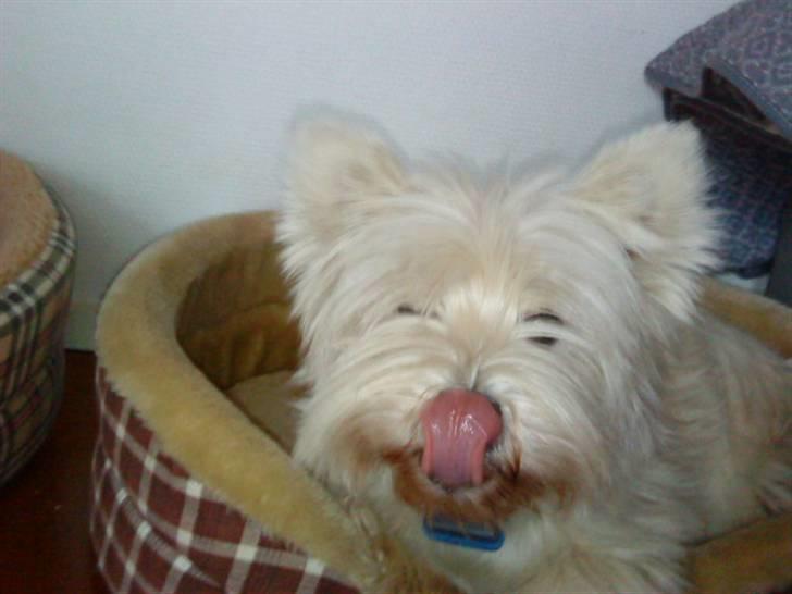 West highland white terrier *Promise-Coco - Lige når hun slikker sig om munden :) billede 1