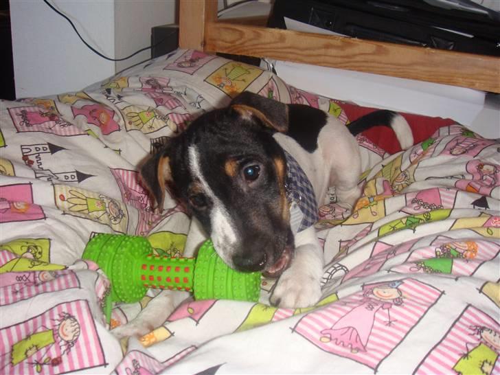 Jack russell terrier Lykkebo's Troy - tid til hygge billede 16