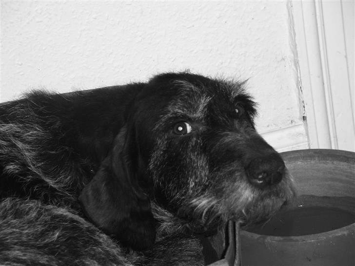 Ruhåret hønsehund zita    `farmors´ billede 2