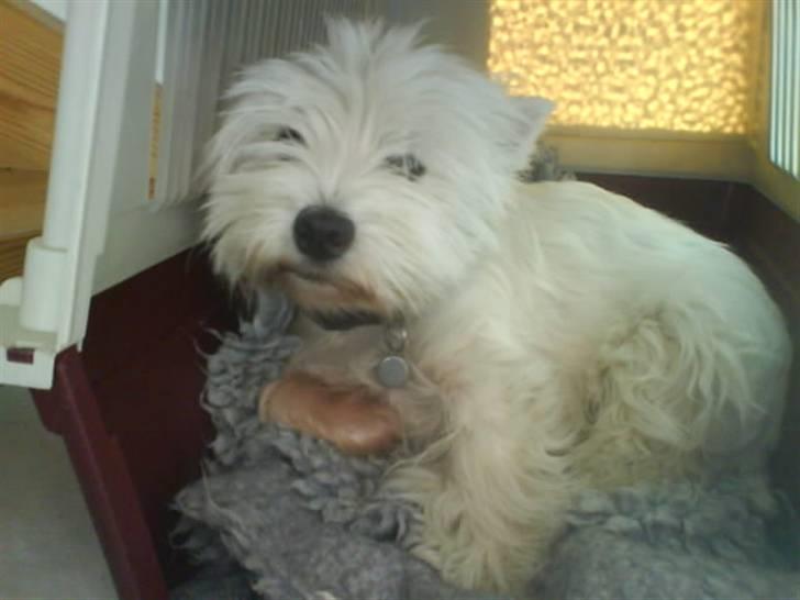 West highland white terrier *Promise-Coco - før en udstilling tror jeg nok billede 2