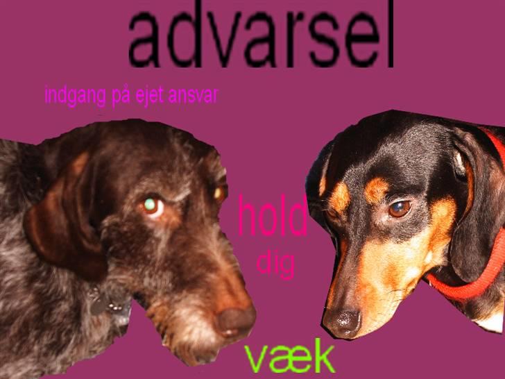 Ruhåret hønsehund zita    `farmors´ billede 3