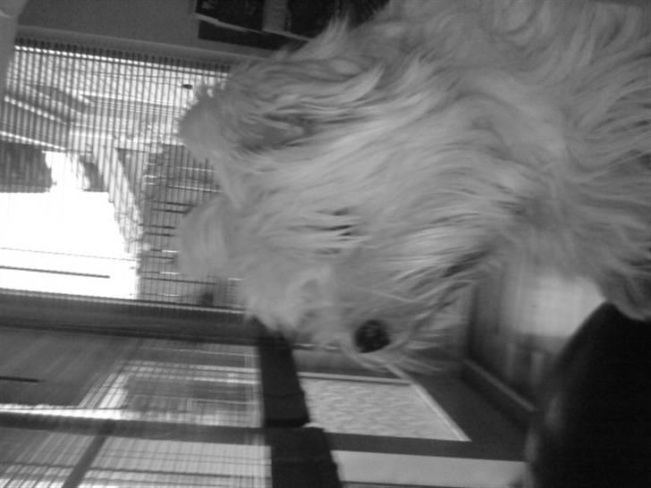 West highland white terrier *Promise-Coco - hun er så smuk når hun kigger ud af vinduet billede 3