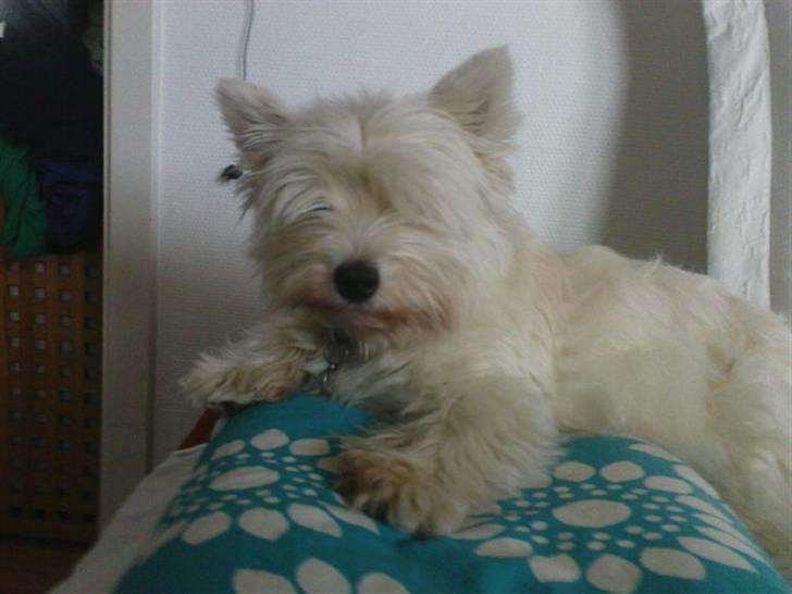 West highland white terrier *Promise-Coco - kælepotten i sengen billede 4