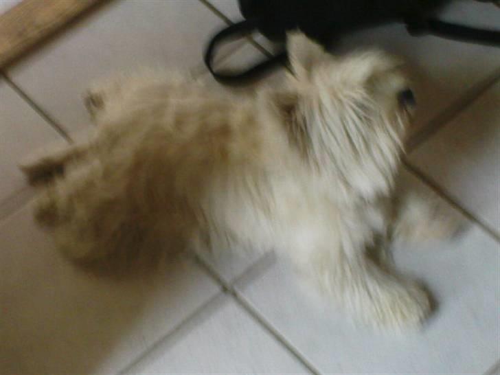 West highland white terrier *Promise-Coco - sådan ligger hun altid billede 6