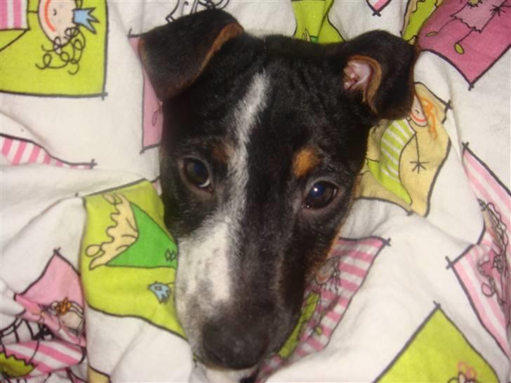 Jack russell terrier Lykkebo's Troy - Kuk kuk kan i se mig billede 17