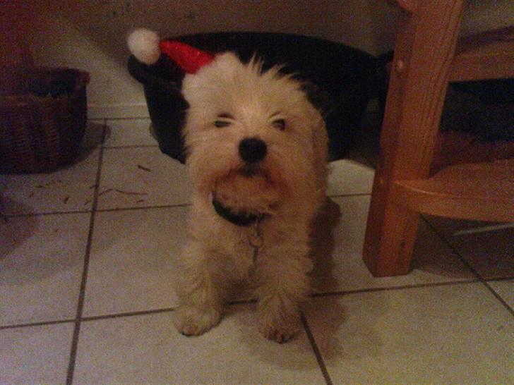 West highland white terrier *Promise-Coco - sidste jul billede 7