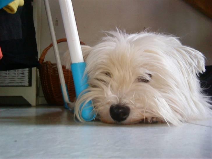 West highland white terrier *Promise-Coco - tager sig lige en slapper efter leg med lillesøster billede 8