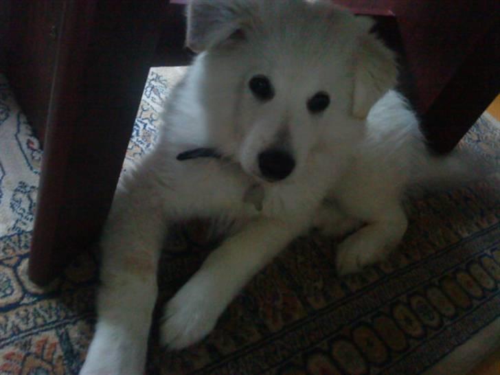 Samojedhund / labrador. Buddy - (Billede11) billede 11