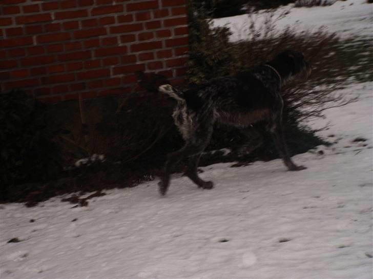 Ruhåret hønsehund zita    `farmors´ billede 4