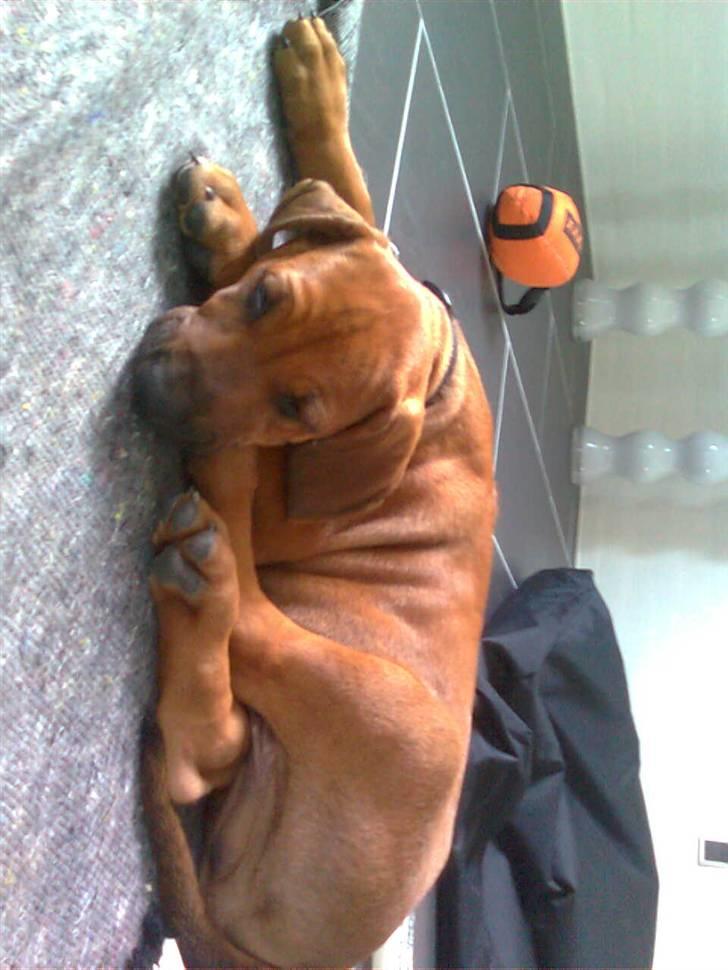 Rhodesian ridgeback Basko billede 7