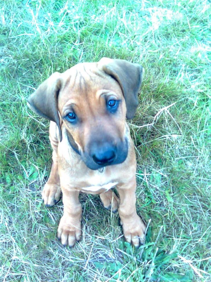 Rhodesian ridgeback Basko billede 8