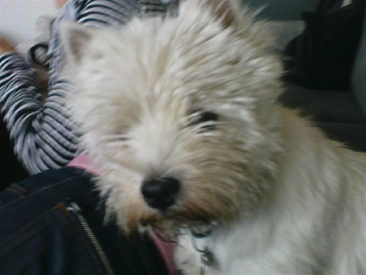 West highland white terrier *Westie White Wilma-Perle - dejlige perle billede 1