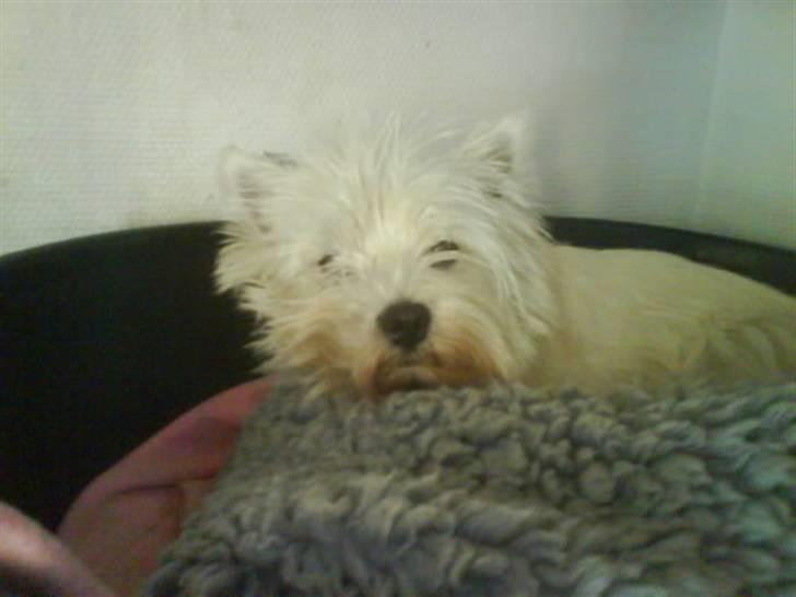 West highland white terrier *Westie White Wilma-Perle - vækket midt i luren billede 2