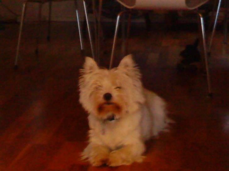 West highland white terrier *Westie White Wilma-Perle - hej smukke billede 3