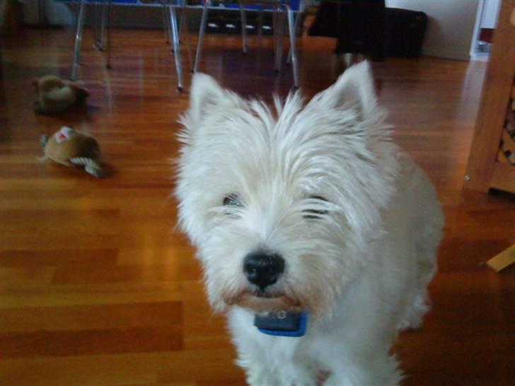 West highland white terrier *Westie White Wilma-Perle - lille put billede 4